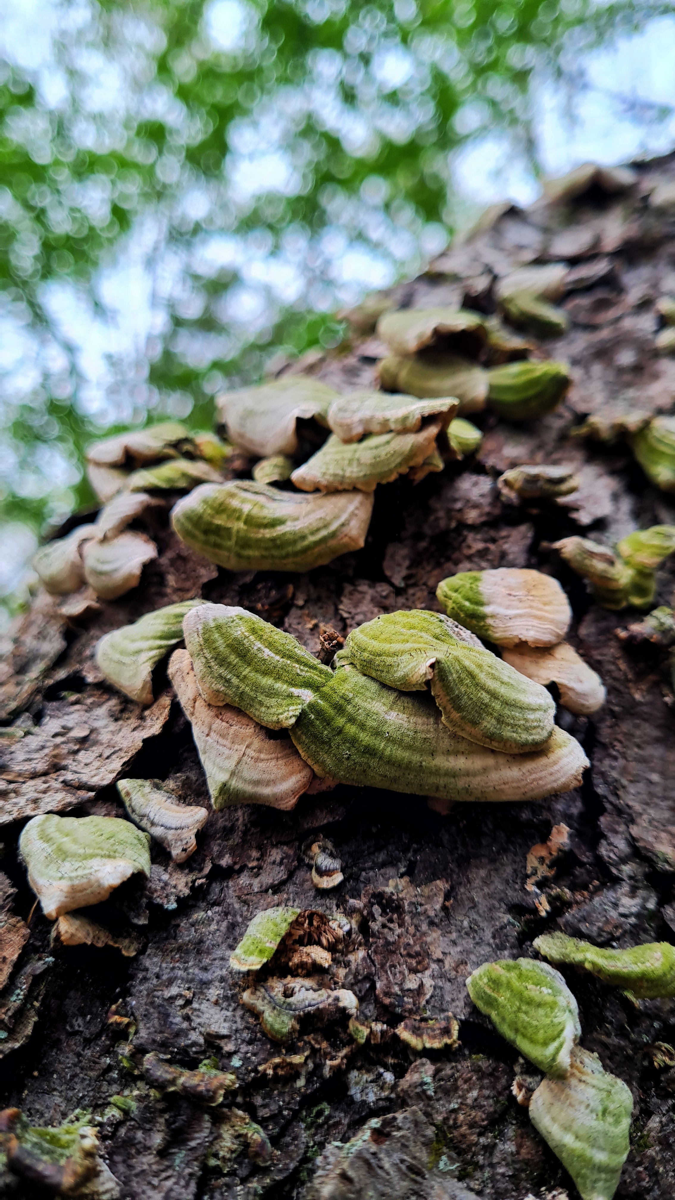 mushroom